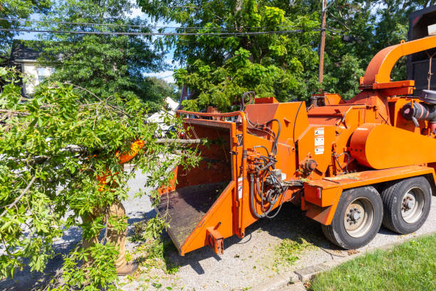 Santa Ana, CA Tree Service Company